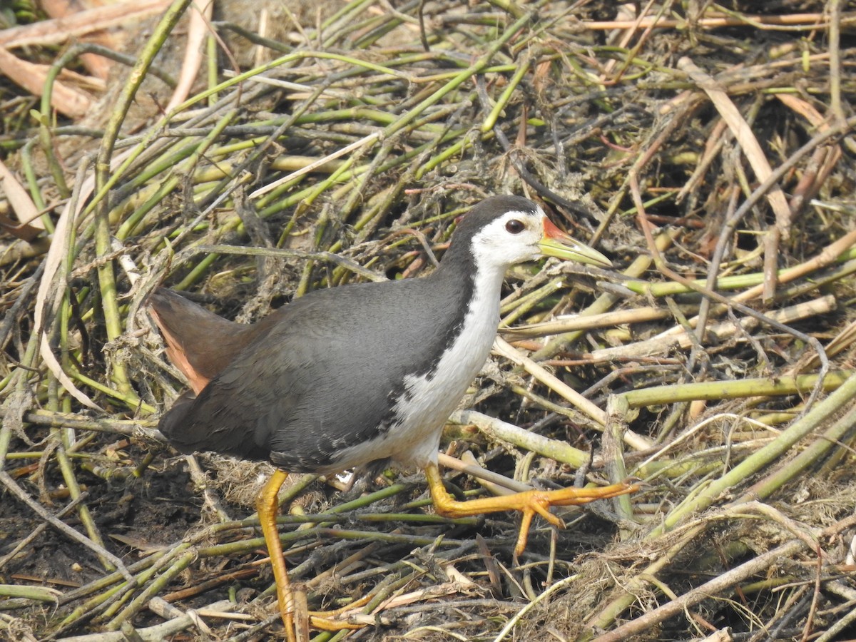 White-breasted Waterhen - ML521816211