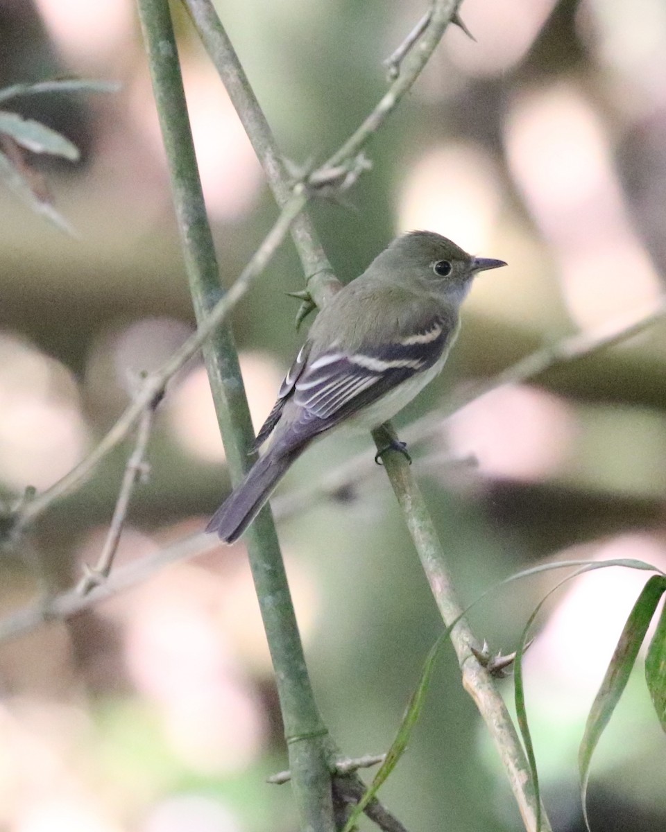 Acadian Flycatcher - Susan Murphy