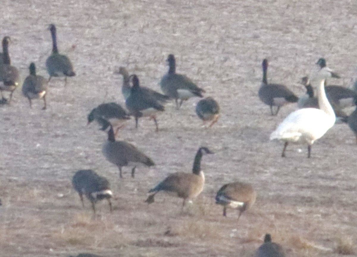 Greater White-fronted Goose - ML521816991
