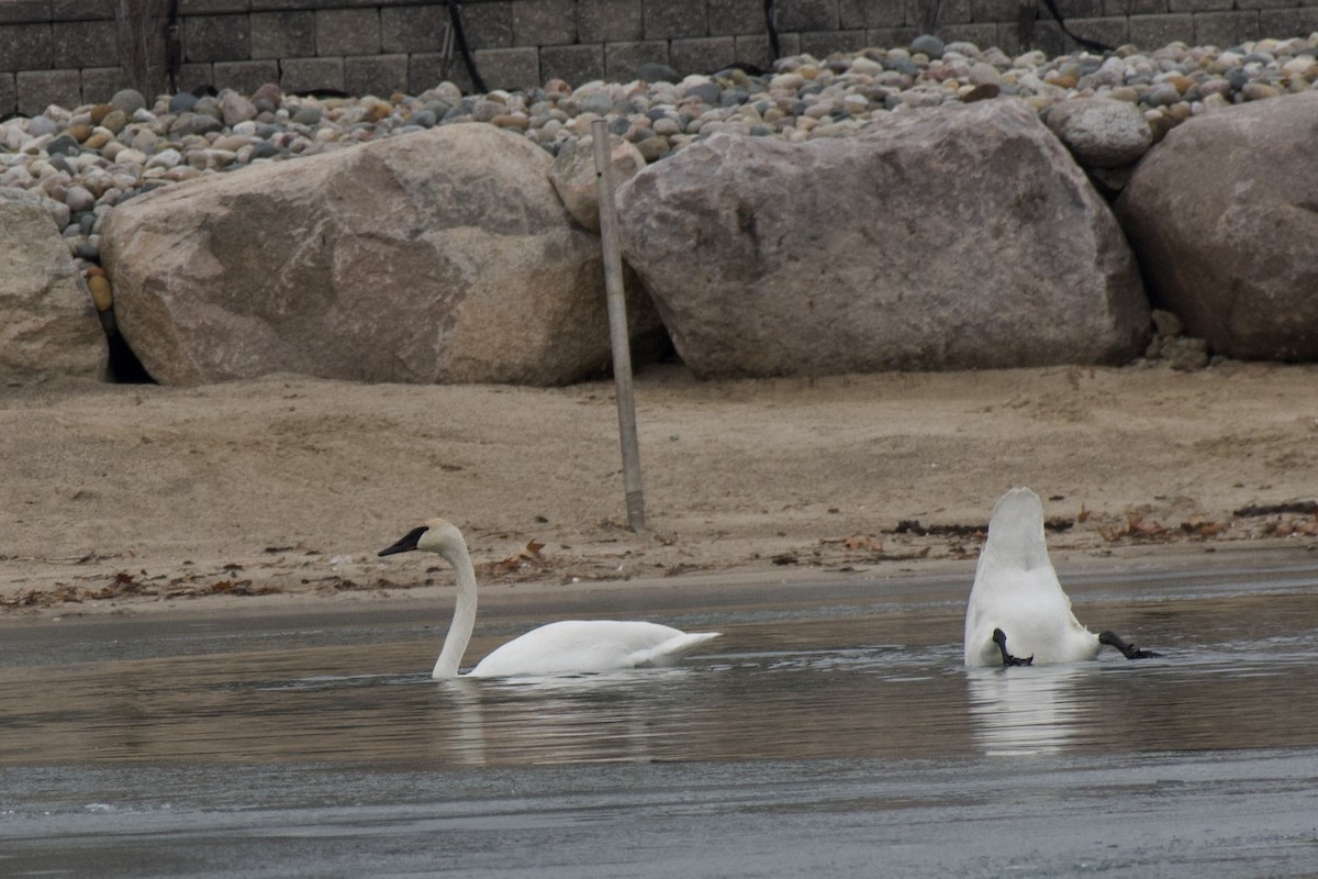 Trumpeter Swan - ML521817221