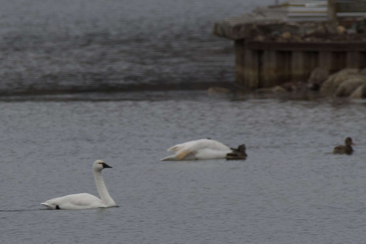 Tundra Swan - ML521817281