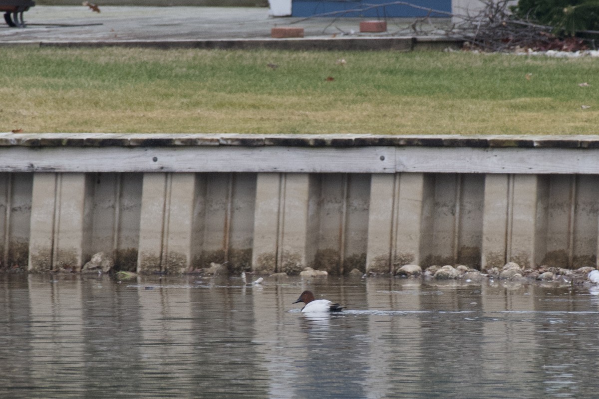 Canvasback - ML521817371