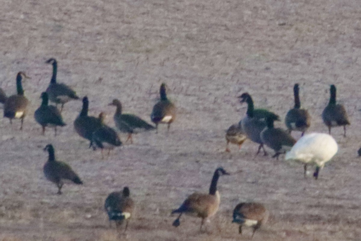 Greater White-fronted Goose - ML521817951