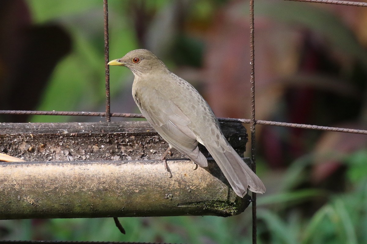 Clay-colored Thrush - Susan Murphy