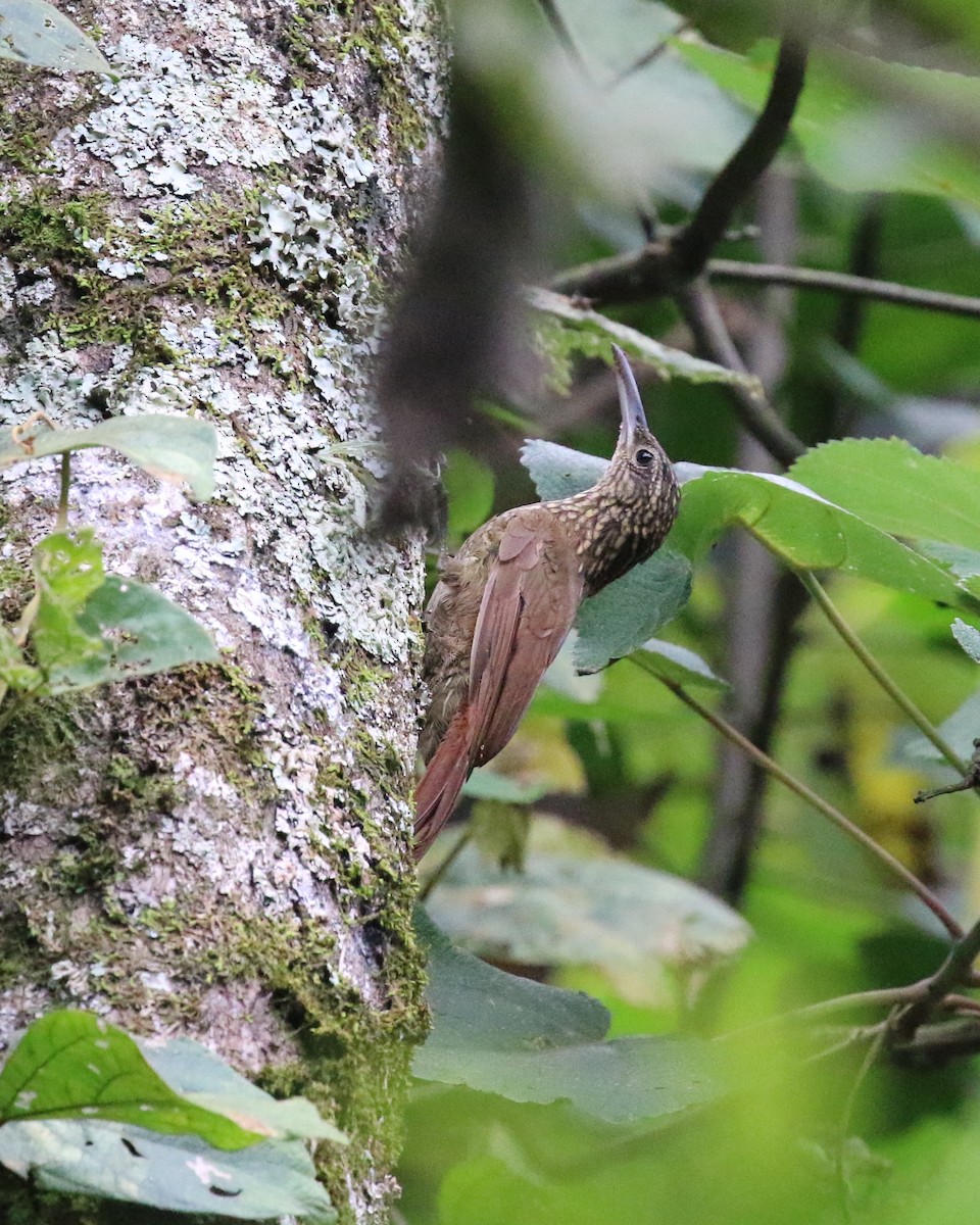 Cocoa Woodcreeper (Lawrence's) - Susan Murphy