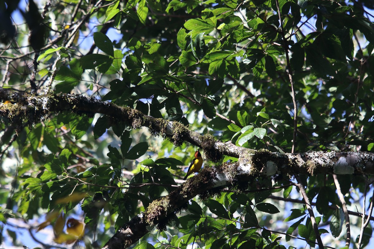 Brown-capped Weaver - ML521821921