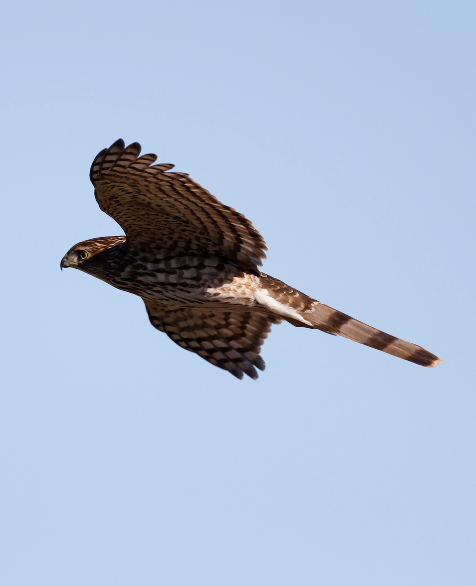 Cooper's Hawk - ML521822871