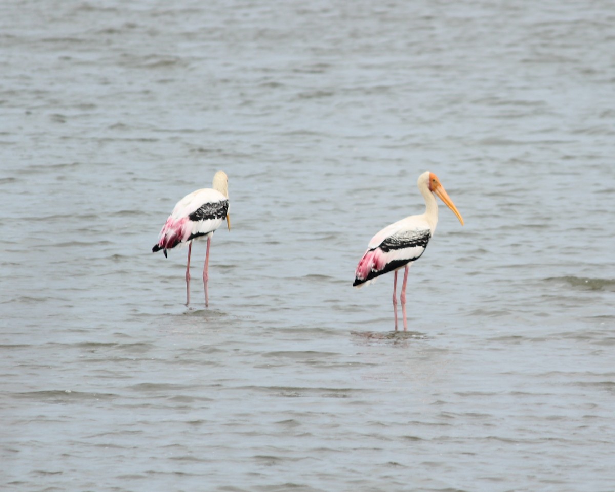 Painted Stork - Civin Solomon