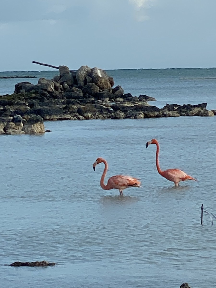 American Flamingo - ML521824251