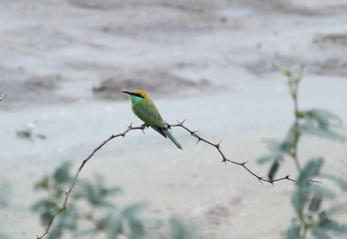 Asian Green Bee-eater - Civin Solomon