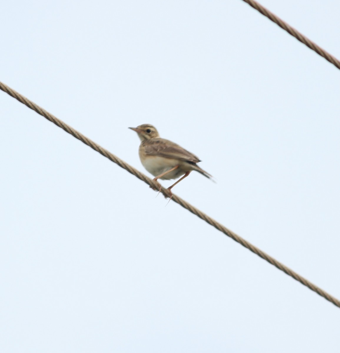 Bisbita (Anthus) sp. - ML521824851