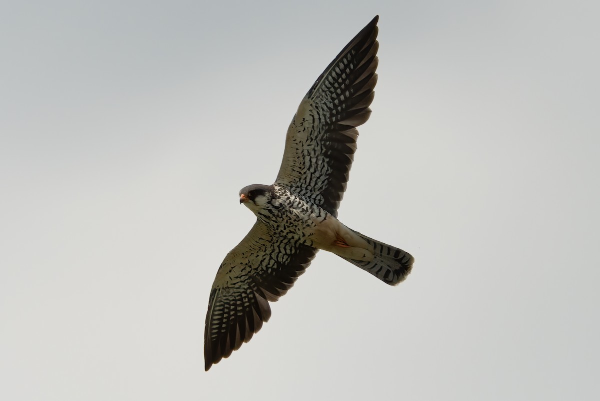 Amur Falcon - ML521825001