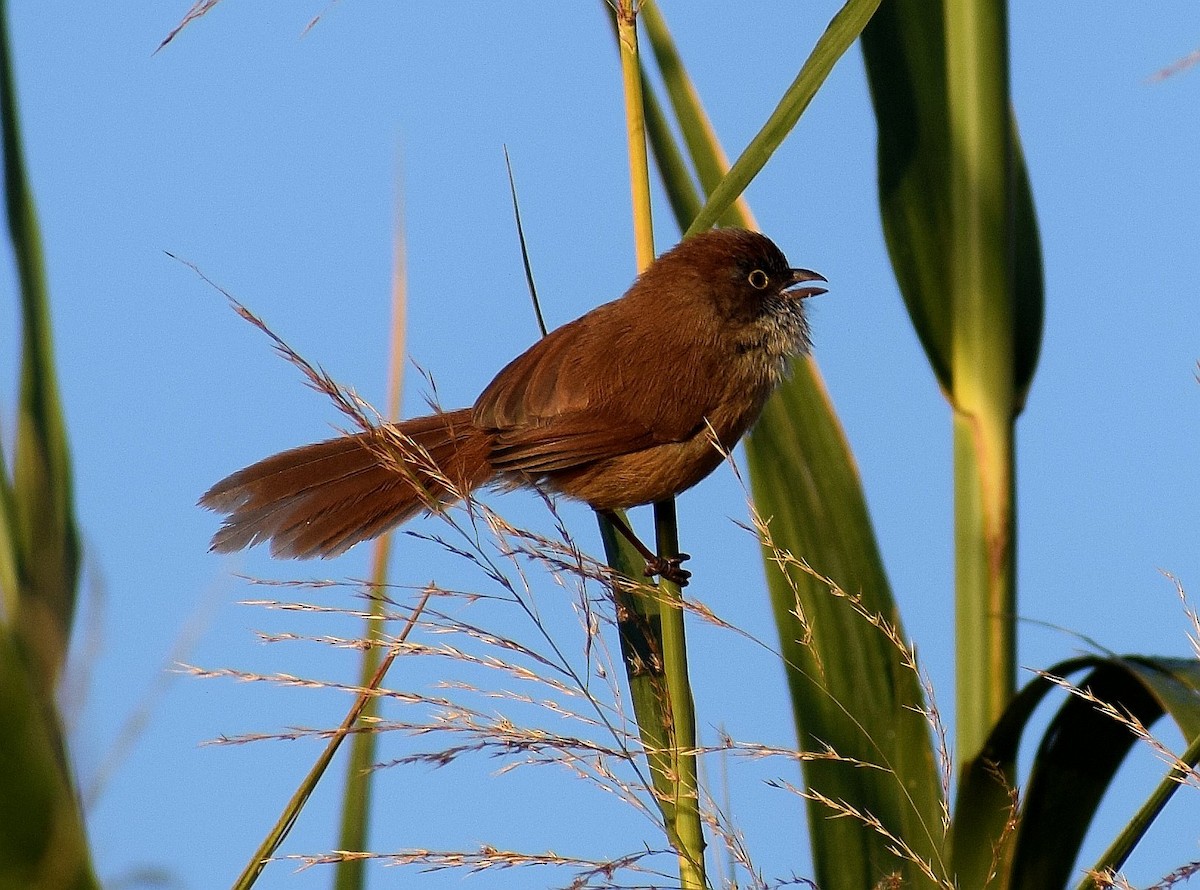 Jerdon's Babbler - ML521825021