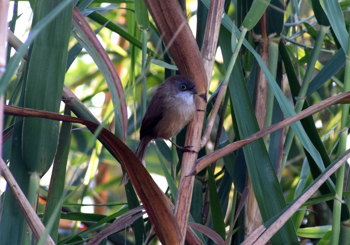 Jerdon's Babbler - ML521825041