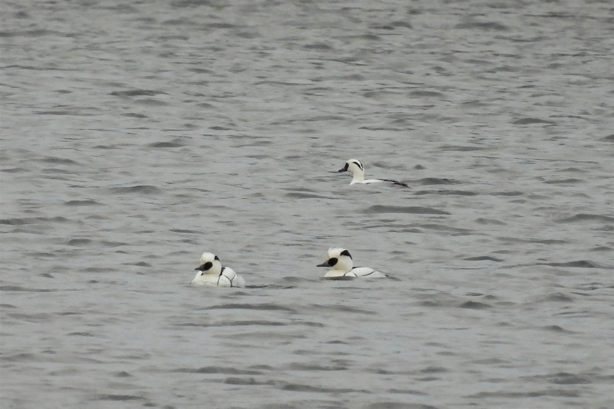 Smew - ML521826301