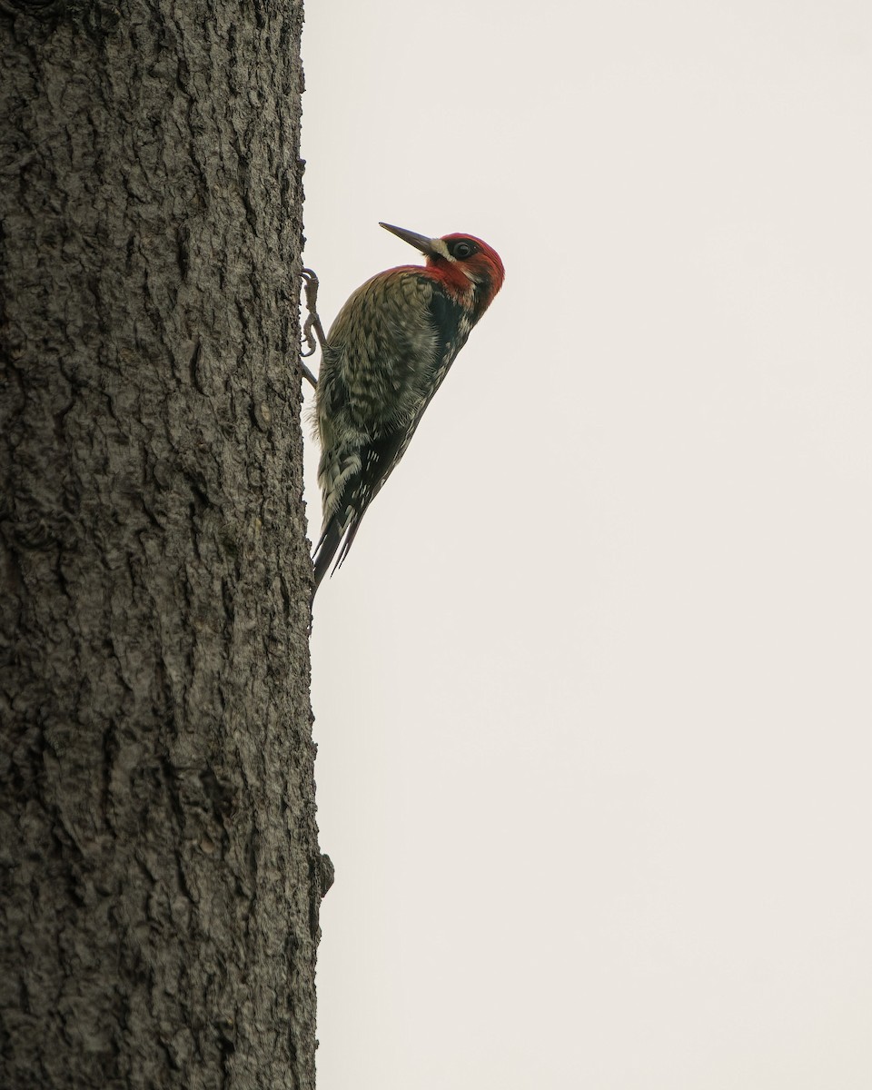 Red-breasted Sapsucker - ML521826591