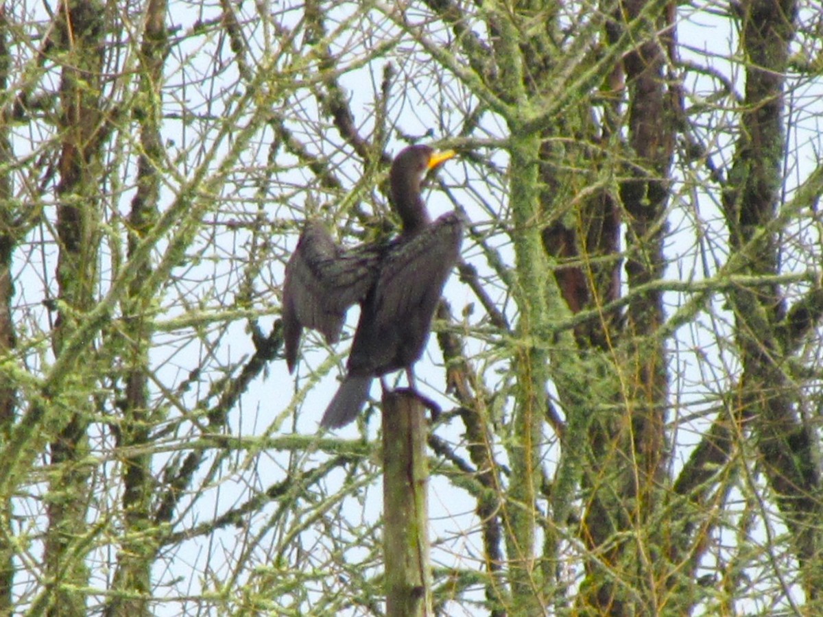 Double-crested Cormorant - ML521826891