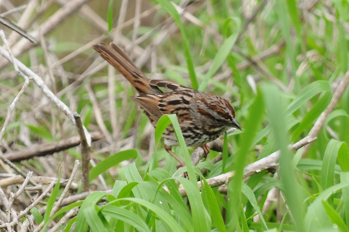 Song Sparrow - ML52182721