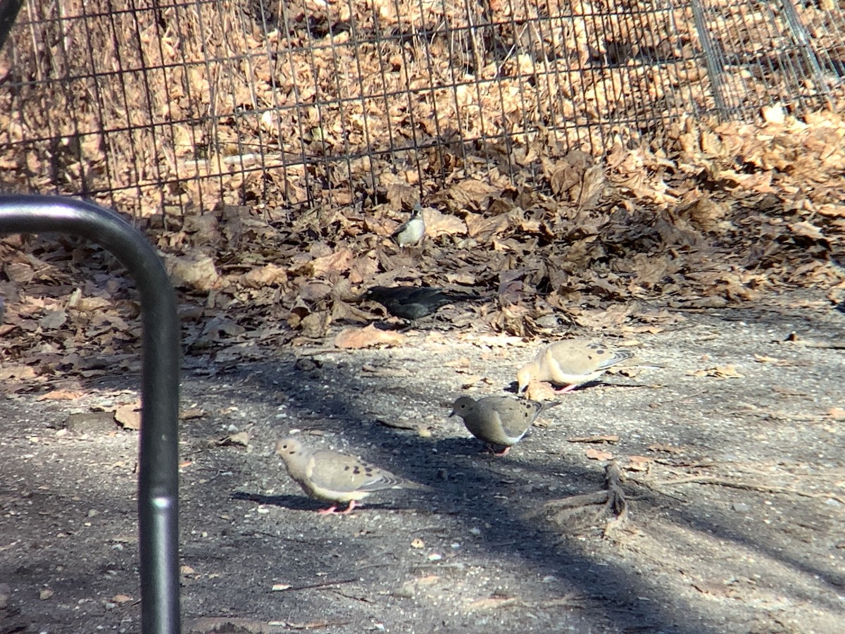 Mourning Dove - ML521828141