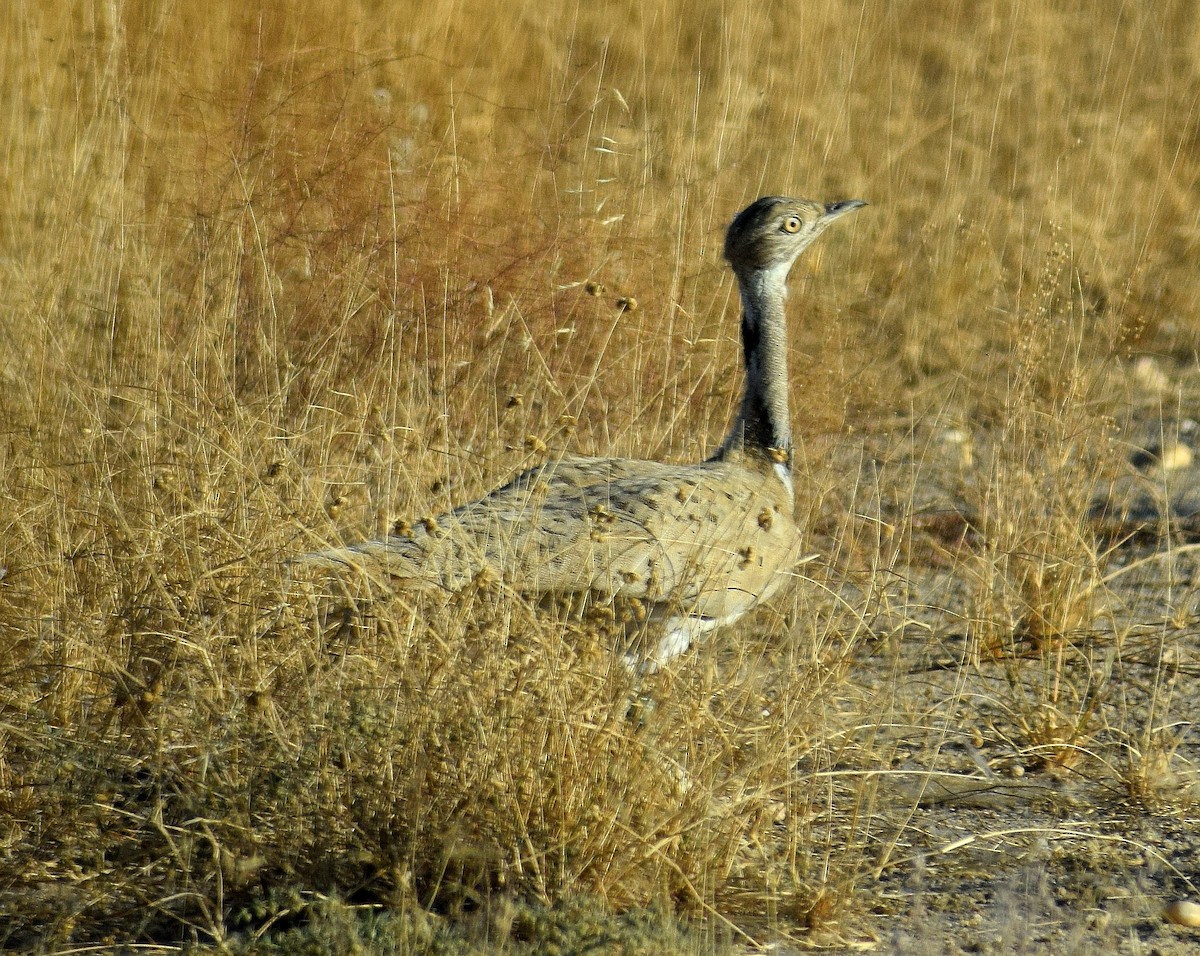 Macqueen's Bustard - ML521828321