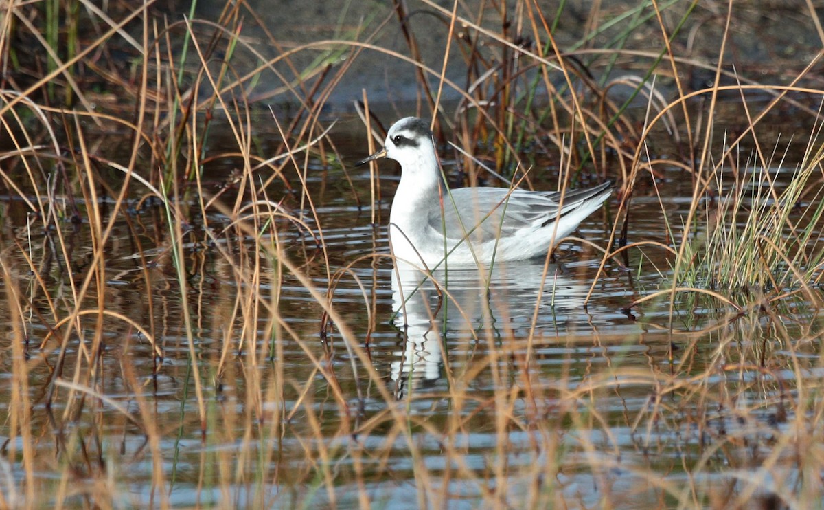 Red Phalarope - ML521828541