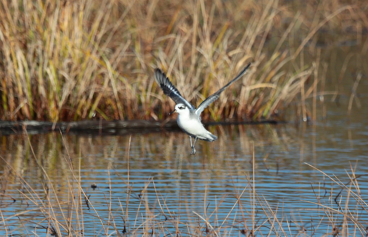 Red Phalarope - ML521828561