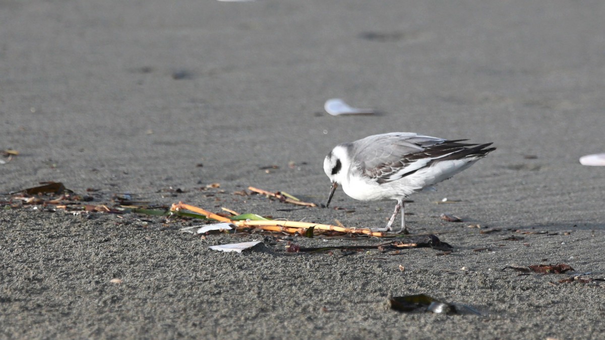 Red Phalarope - ML521828581