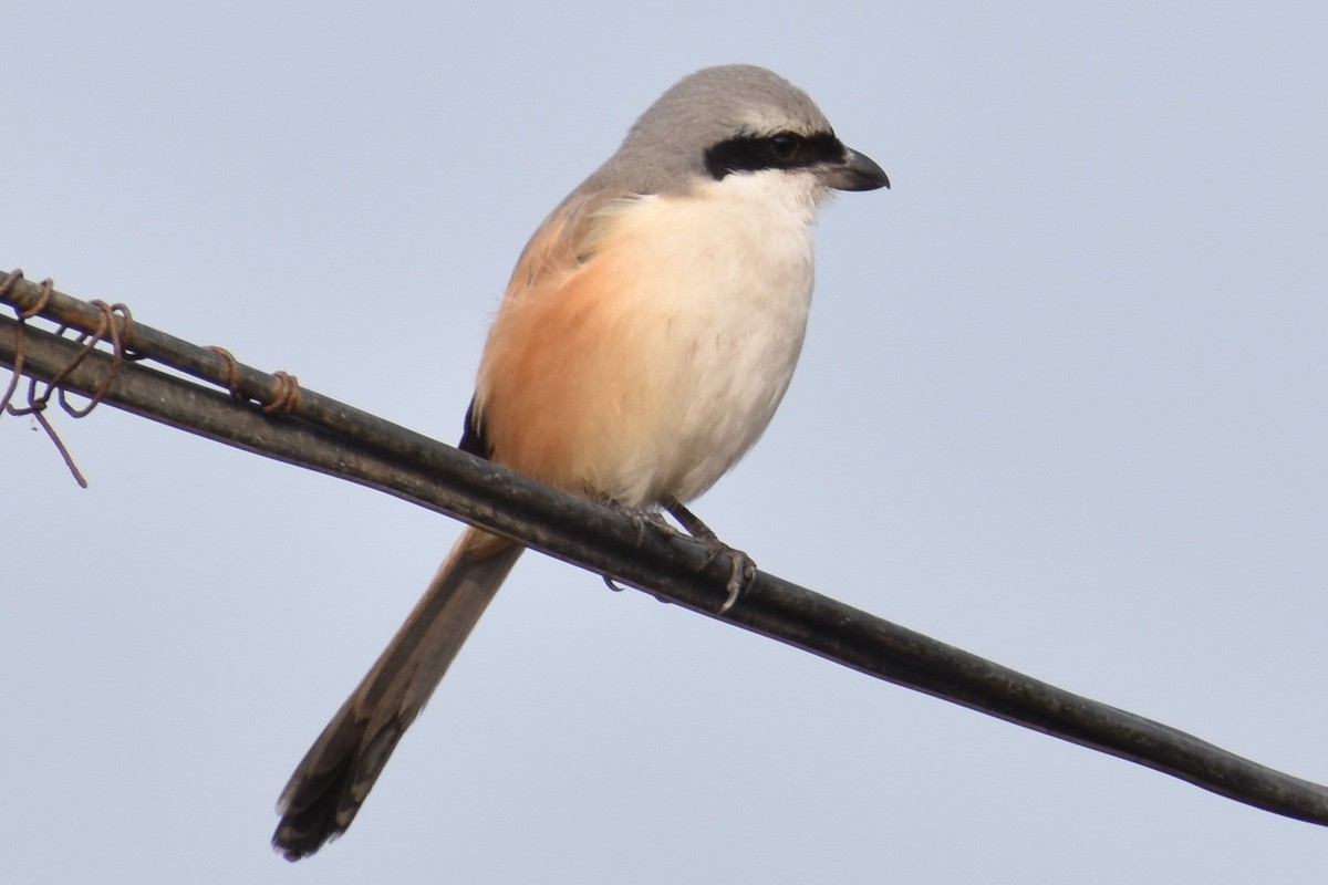 Long-tailed Shrike - ML521829241
