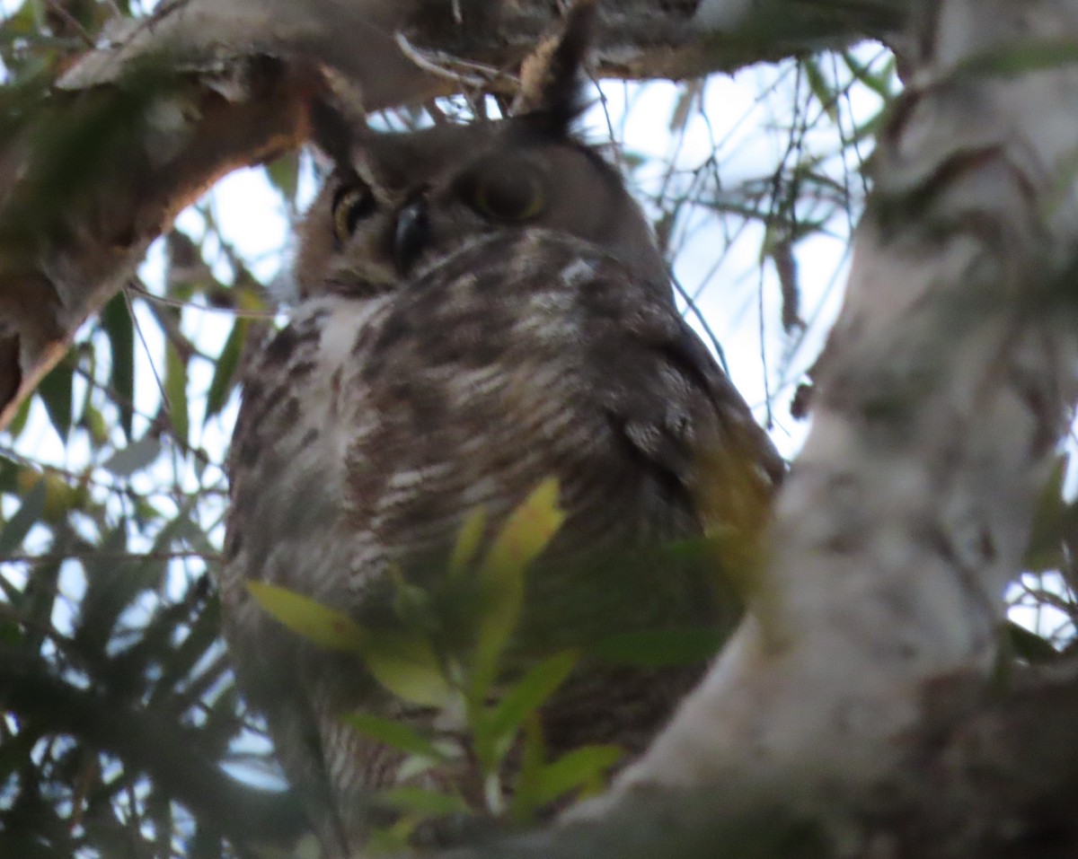 Great Horned Owl - ML521829741