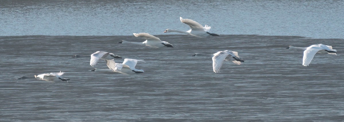 Trumpeter Swan - ML521829851