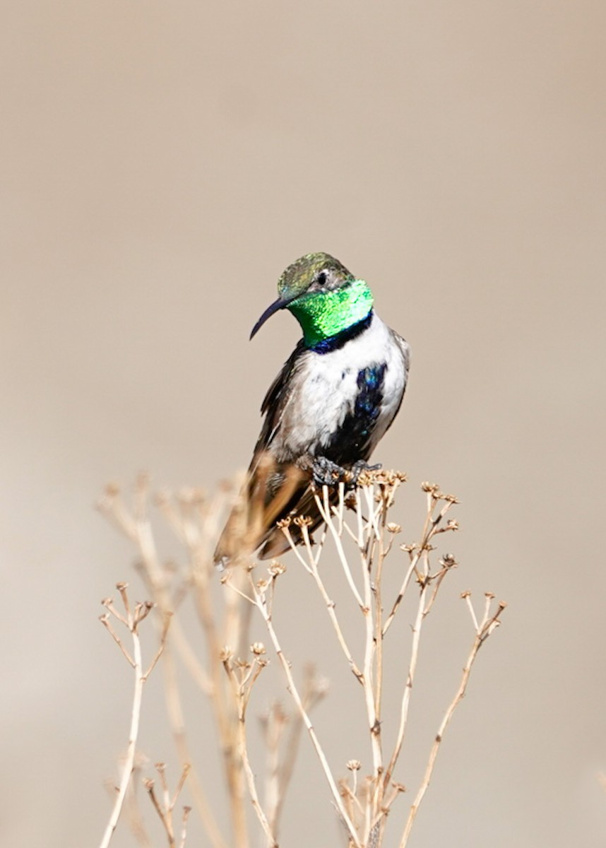 White-sided Hillstar - ML521830131