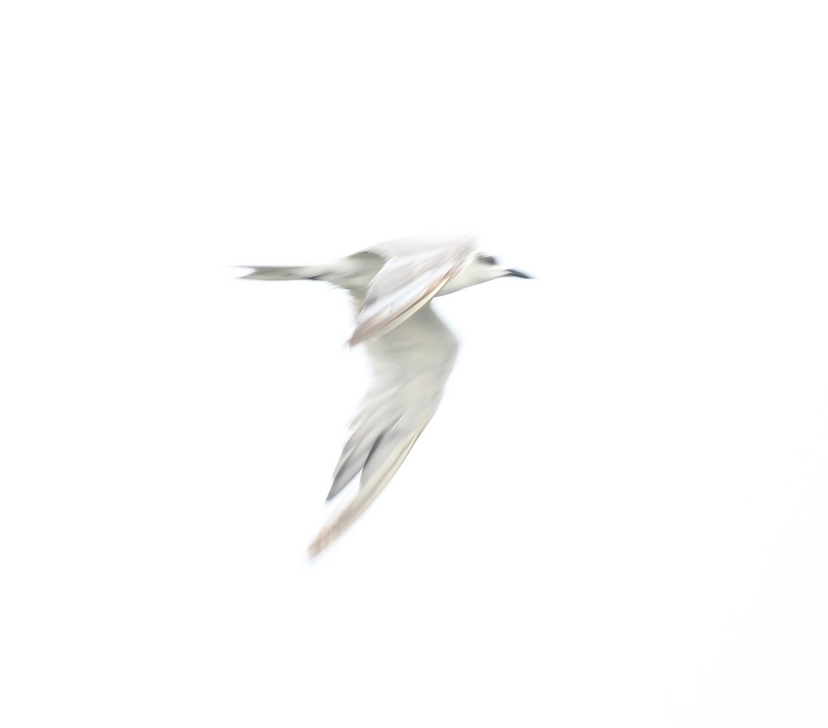 Gull-billed Tern - Civin Solomon
