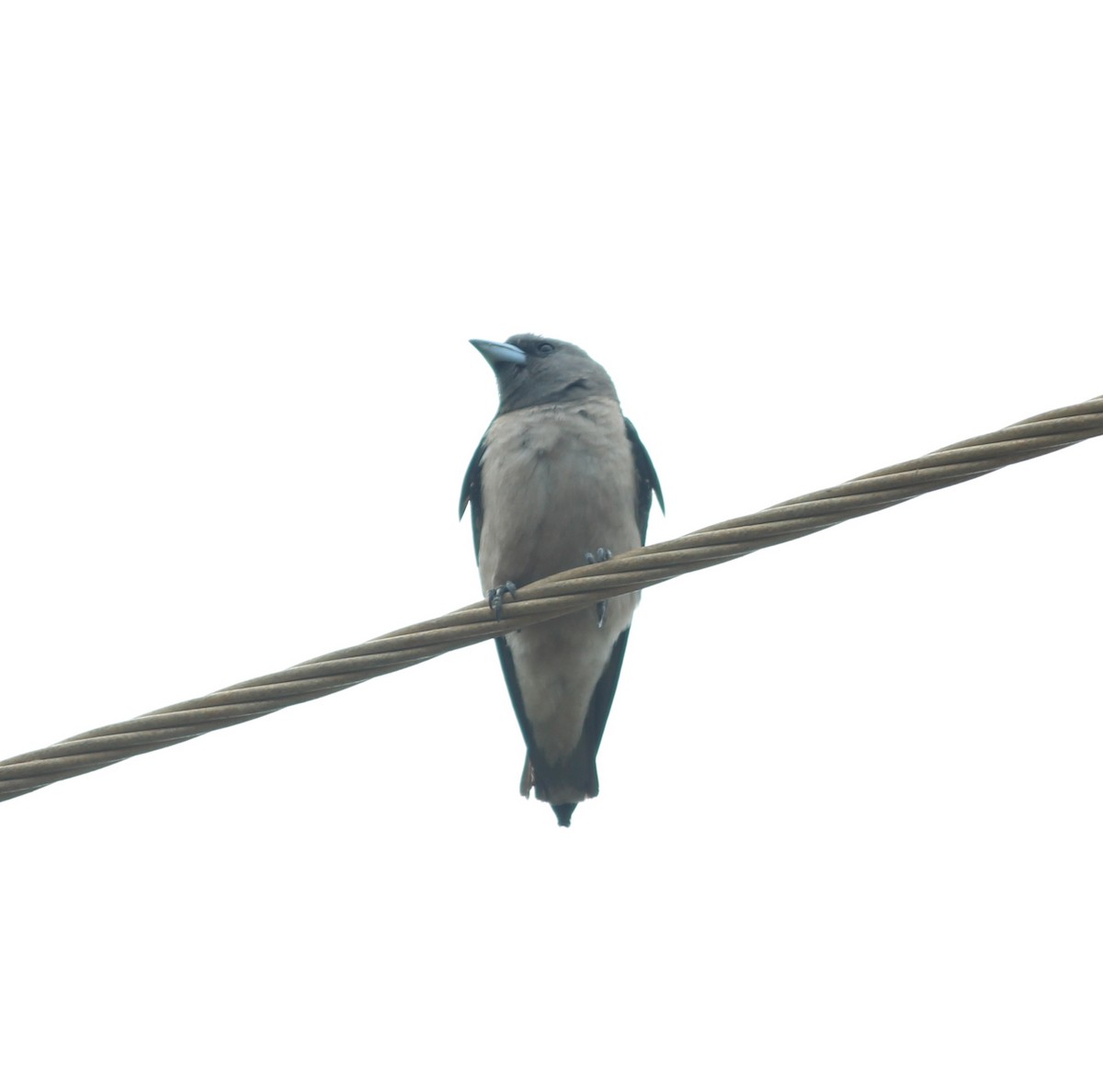 Ashy Woodswallow - Civin Solomon