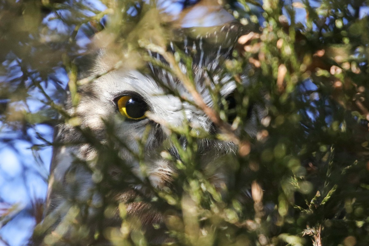 Northern Saw-whet Owl - ML521831251