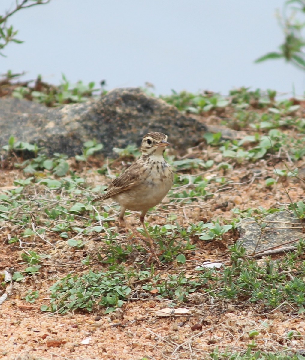 Bisbita (Anthus) sp. - ML521831701