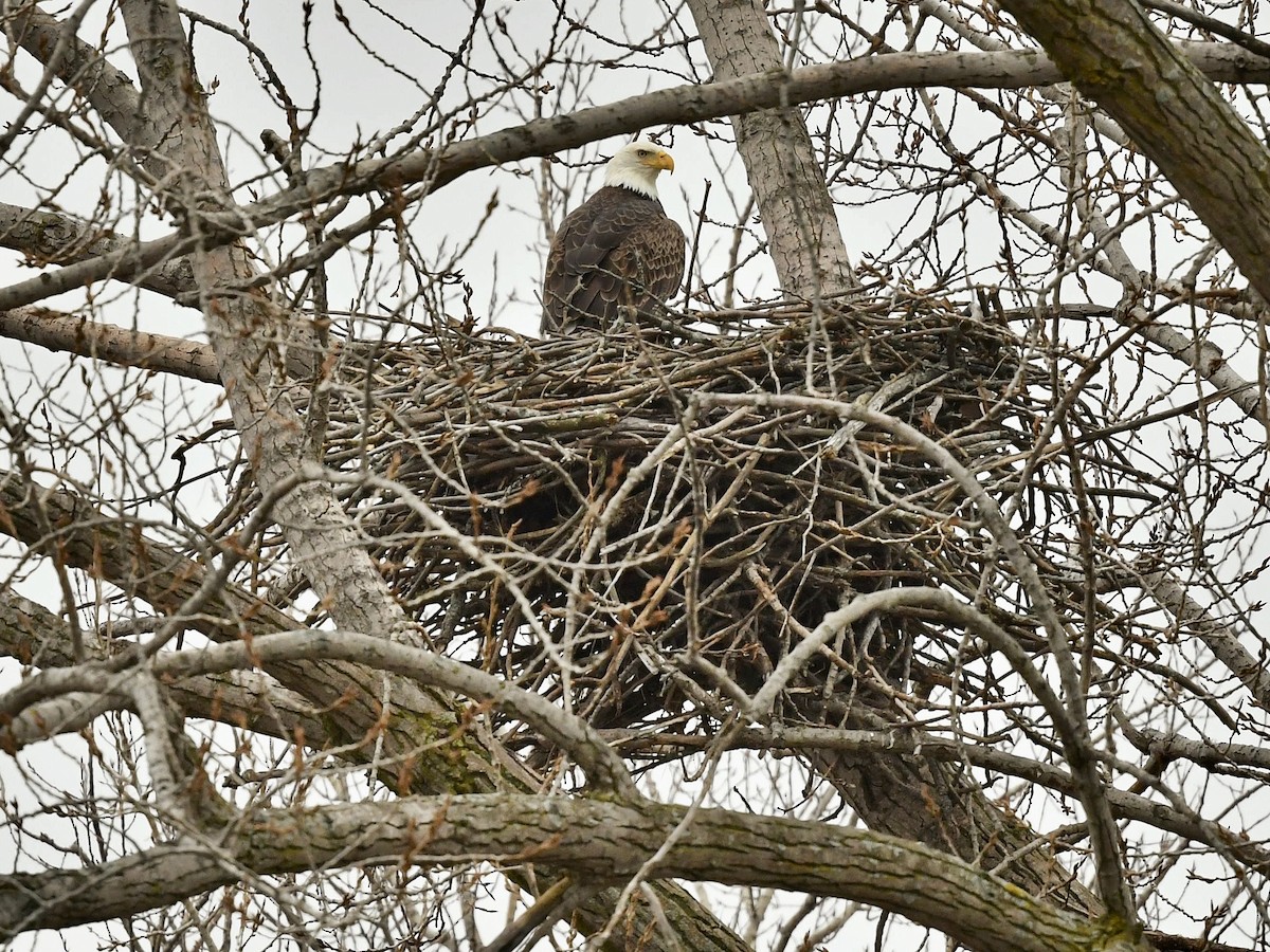 Bald Eagle - Bill Massaro