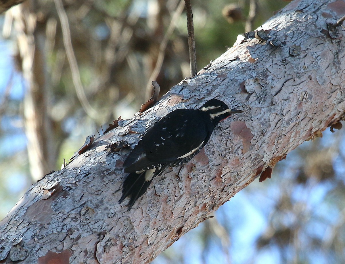 Chupasavia Oscuro - ML521832261