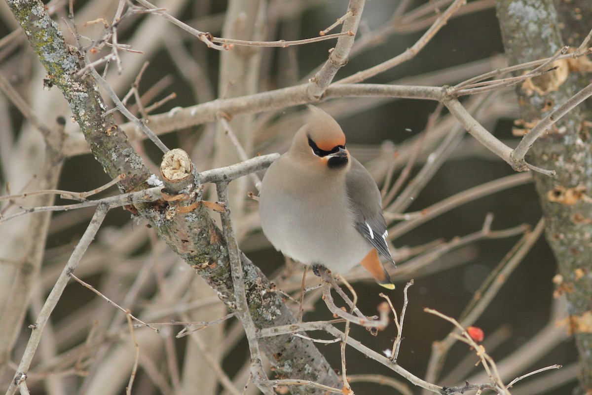 Bohemian Waxwing - ML521832541