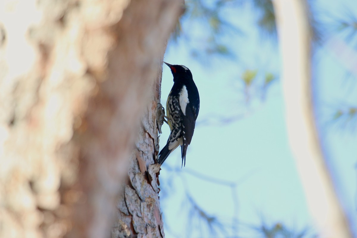 Williamson's Sapsucker - ML521832581