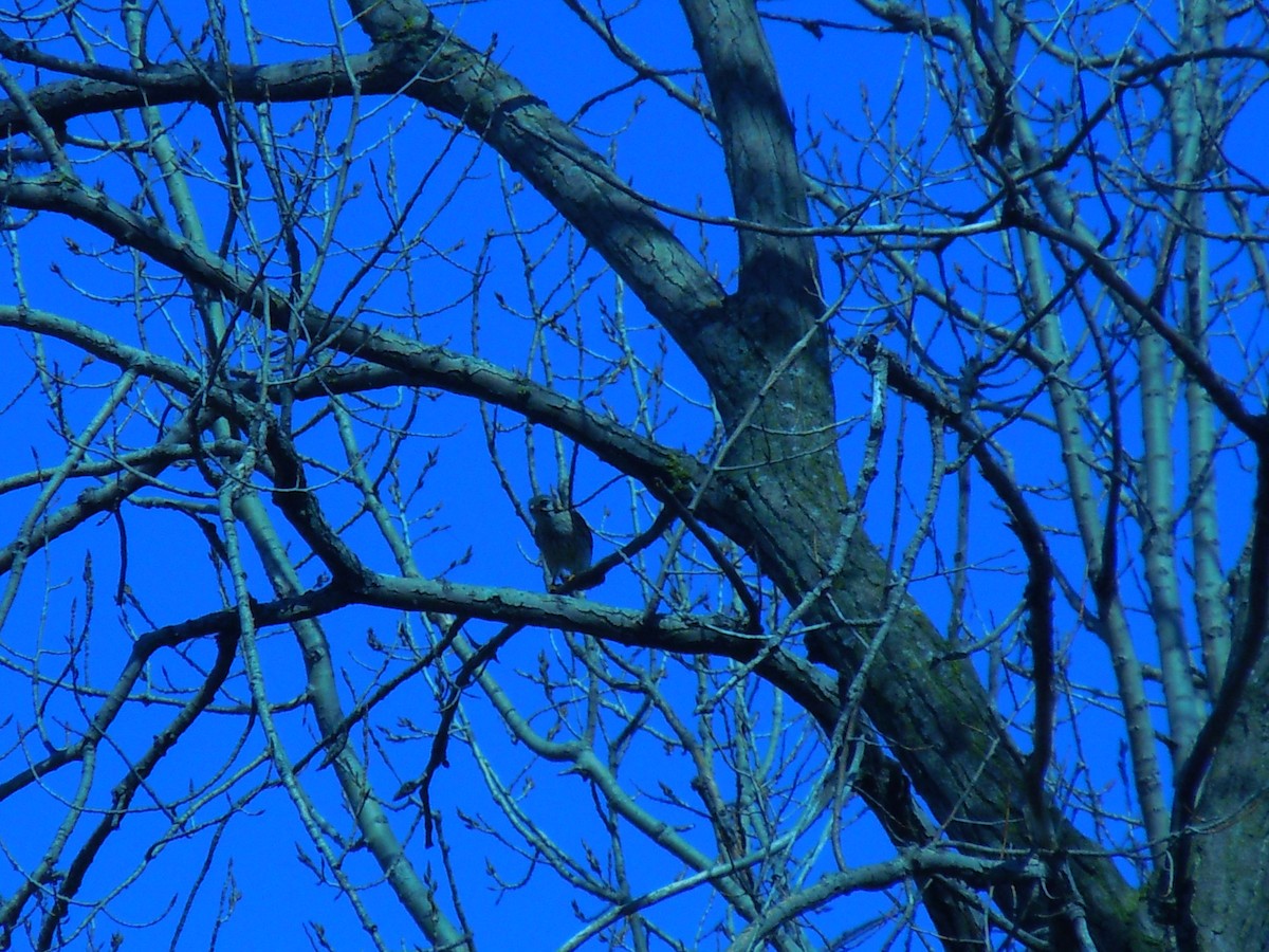 American Kestrel - ML52183351