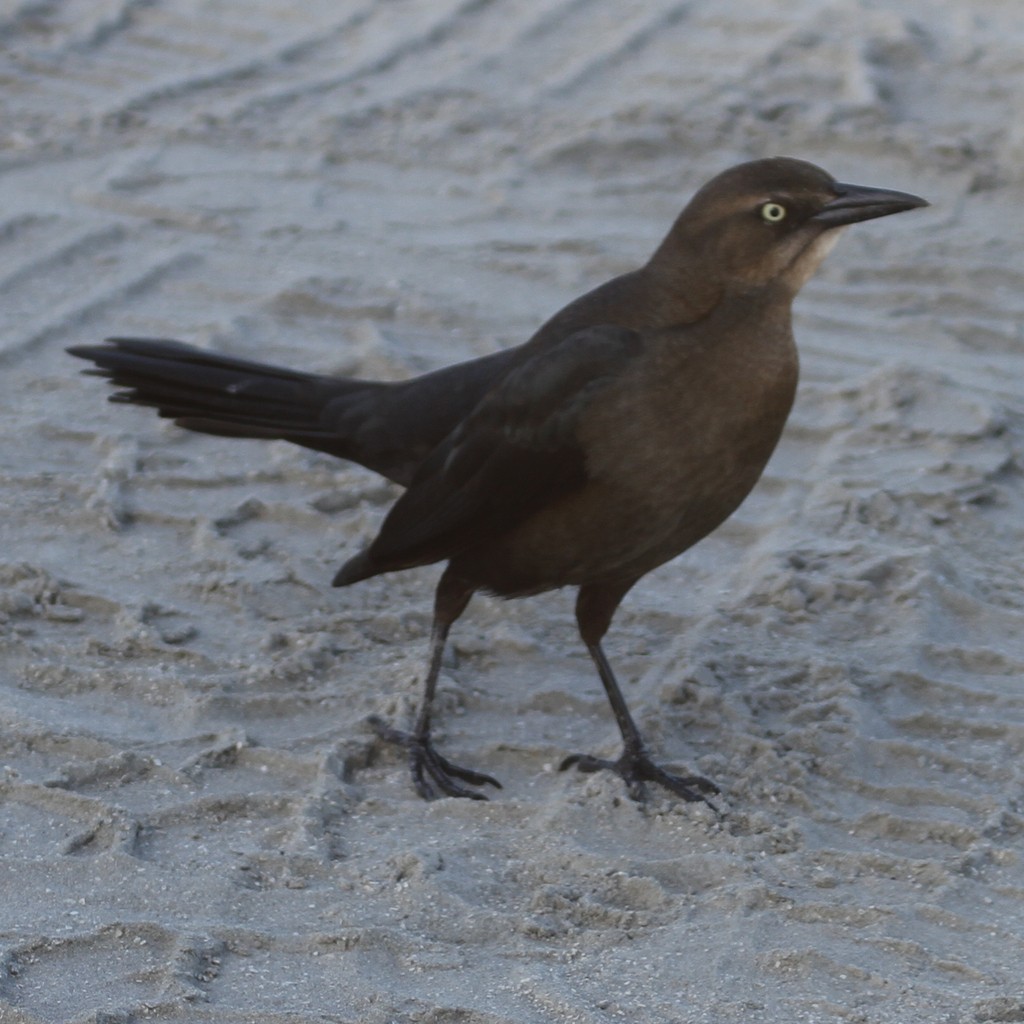 Great-tailed Grackle - Chet Burrier