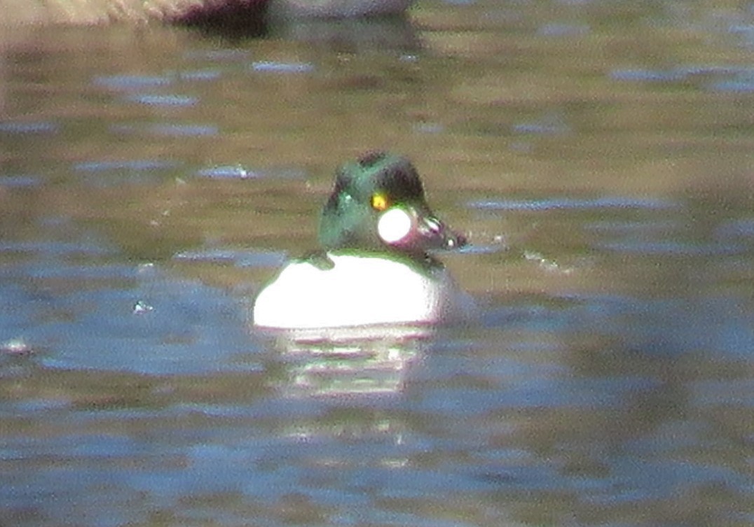 Common Goldeneye - Roger Debenham