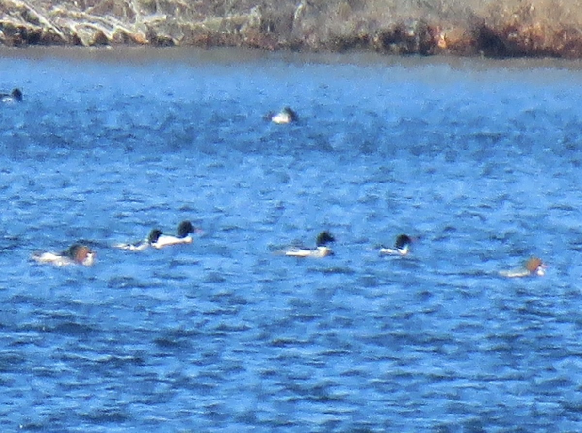 Common Merganser - Roger Debenham