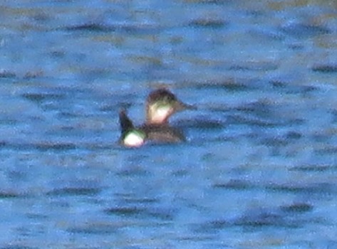 Ruddy Duck - ML521835791