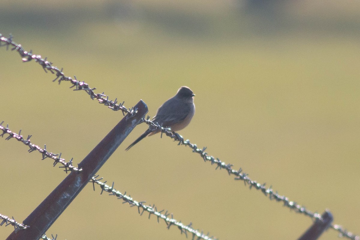 Say's Phoebe - ML521835851