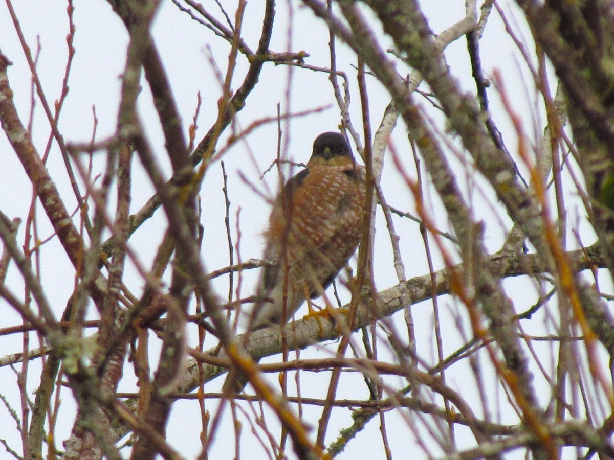 Sharp-shinned Hawk - Alicia Soine