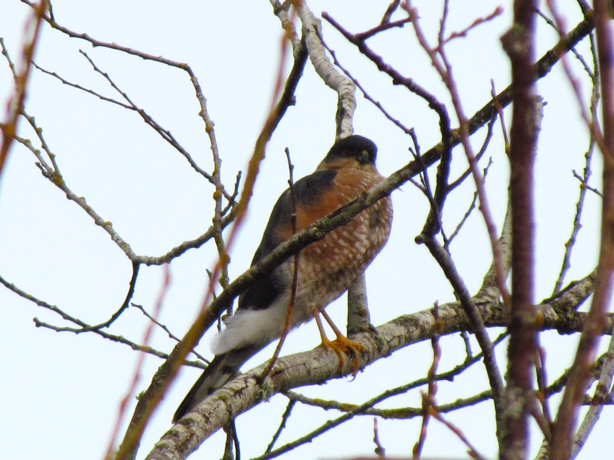 Sharp-shinned Hawk - ML521835911