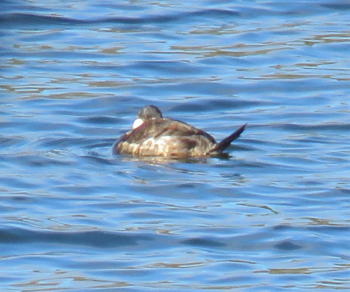 Ruddy Duck - ML521835931