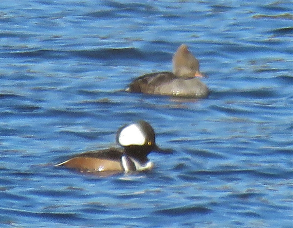 Hooded Merganser - ML521836201