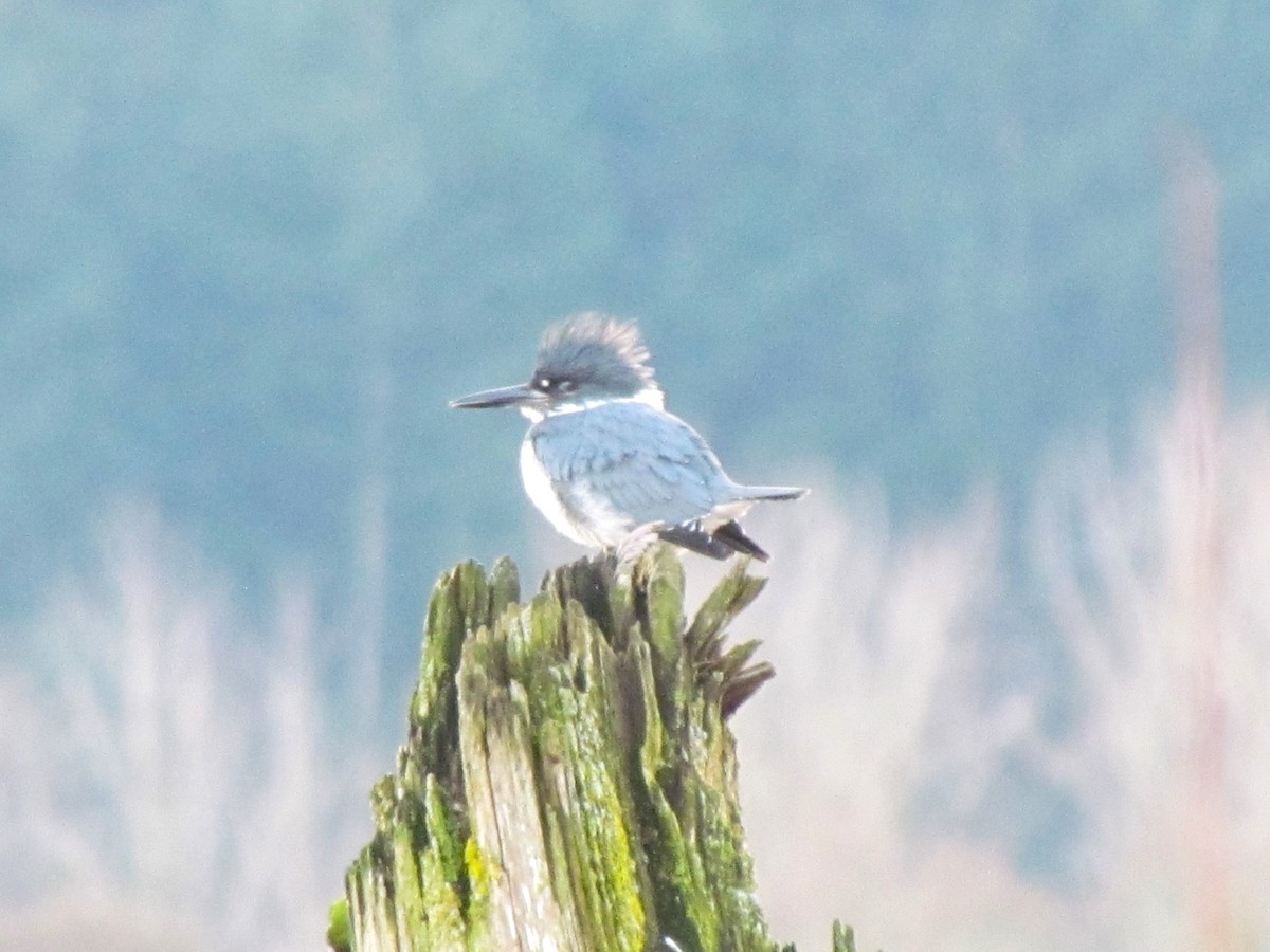 Belted Kingfisher - Alicia Soine